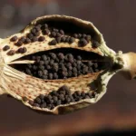 poppy seeds