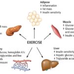 insulin and exercise