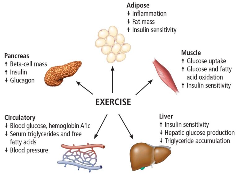 insulin and exercise